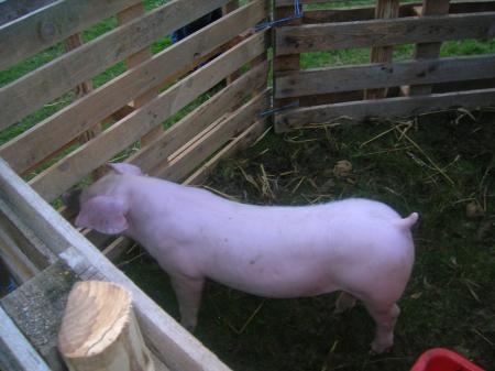 F�te de l'�t� 2007